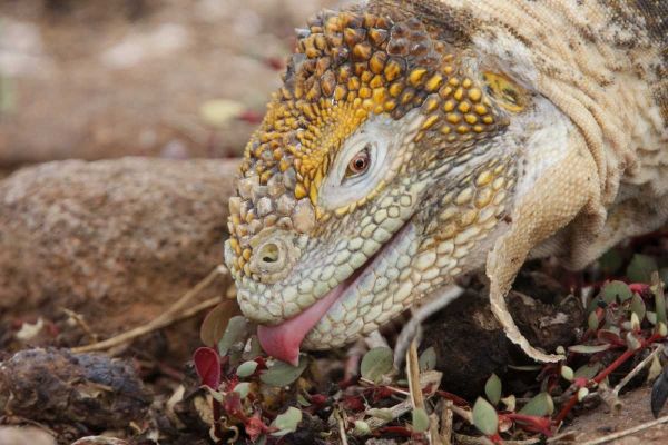 Ecuador, Galapagos Islands, Land iguana eating